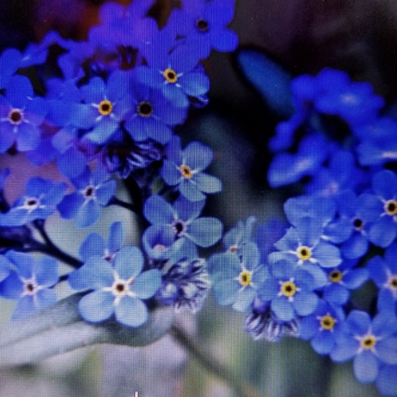 Meet your Posher, Elyse - Picture 1 of 1